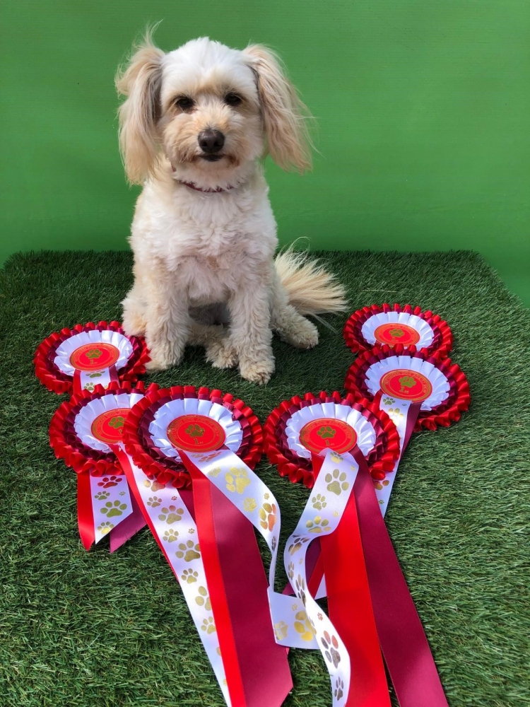 Rehabilitation of Luxating Patella